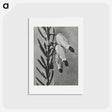 アートポストカード-Erica Herbacea - カール ブロスフェルト Postcard.
