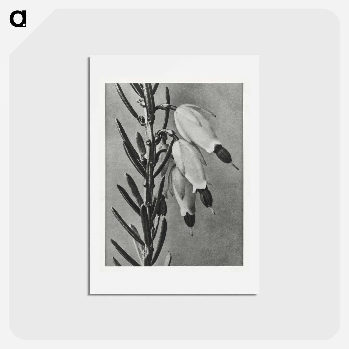 アートポストカード-Erica Herbacea - カール ブロスフェルト Postcard.
