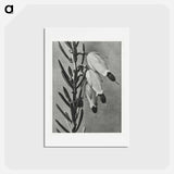 アートポストカード-Erica Herbacea - カール ブロスフェルト Postcard.