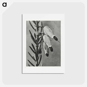 アートポストカード-Erica Herbacea - カール ブロスフェルト Postcard.