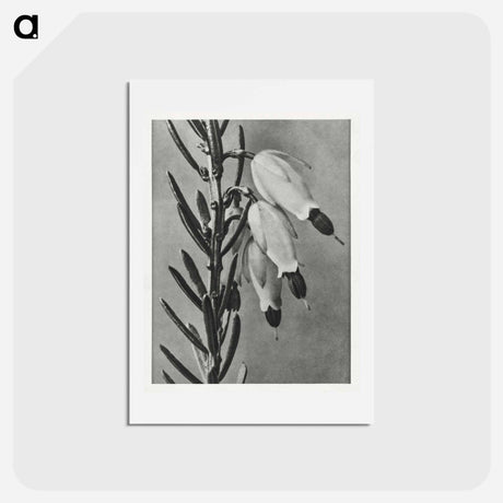 アートポストカード-Erica Herbacea - カール ブロスフェルト Postcard.