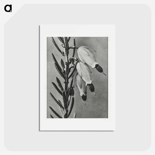 アートポストカード-Erica Herbacea - カール ブロスフェルト Postcard.