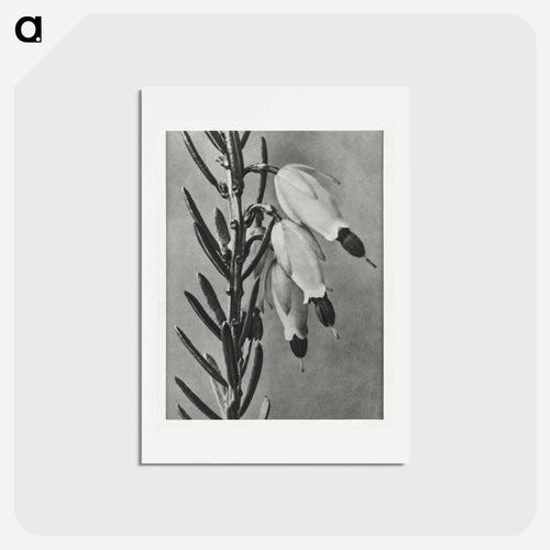 Erica Herbacea - カール ブロスフェルト Postcard.