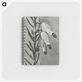 2-22_Karl-Blossfeldt_memo