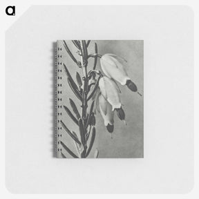 2-22_Karl-Blossfeldt_memo