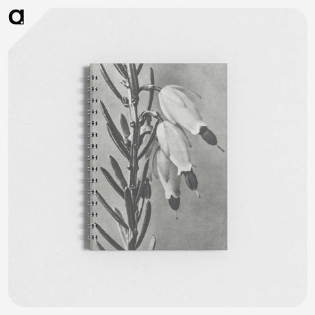 2-22_Karl-Blossfeldt_memo