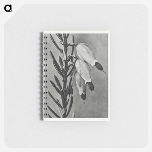 Erica Herbacea - Karl Blossfeldt Memo.