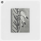 Erica Herbacea - カール ブロスフェルト Memo.