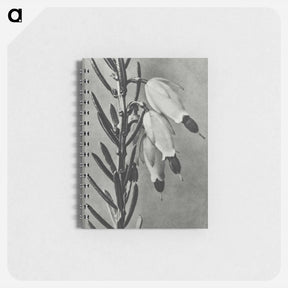 アートメモ帳-Erica Herbacea - カール ブロスフェルト Memo.