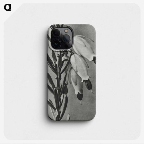 2-22_Karl-Blossfeldt_phone