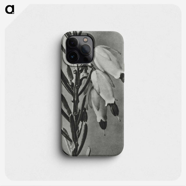 2-22_Karl-Blossfeldt_phone