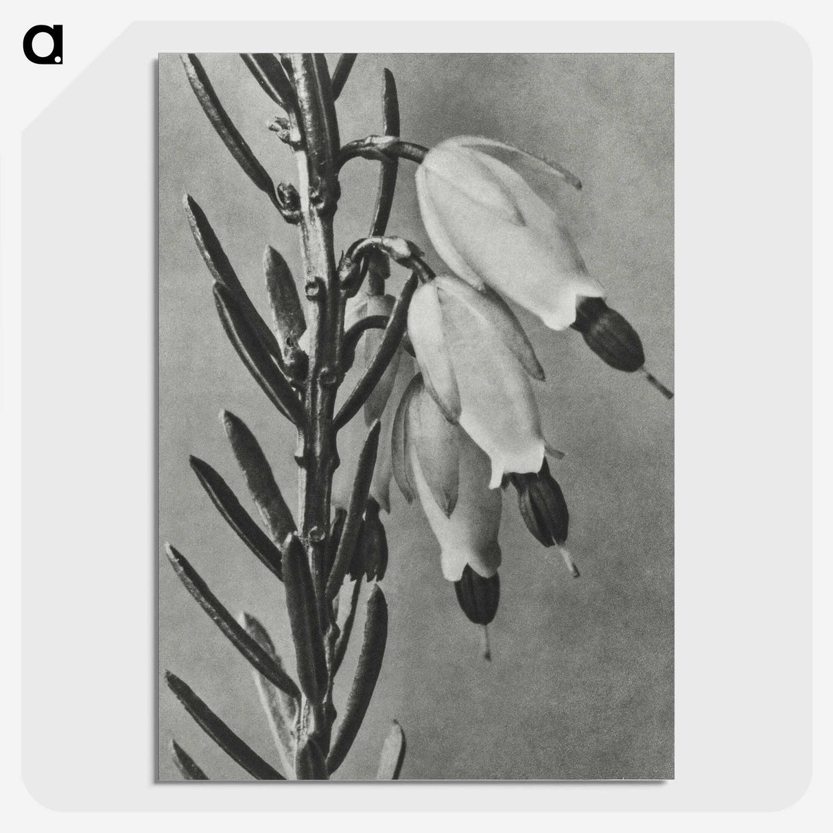 2-22_Karl-Blossfeldt_picture-crop