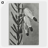2-22_Karl-Blossfeldt_picture-crop