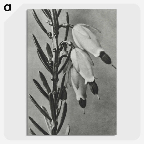 2-22_Karl-Blossfeldt_picture-crop