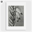 2-22_Karl-Blossfeldt_picture