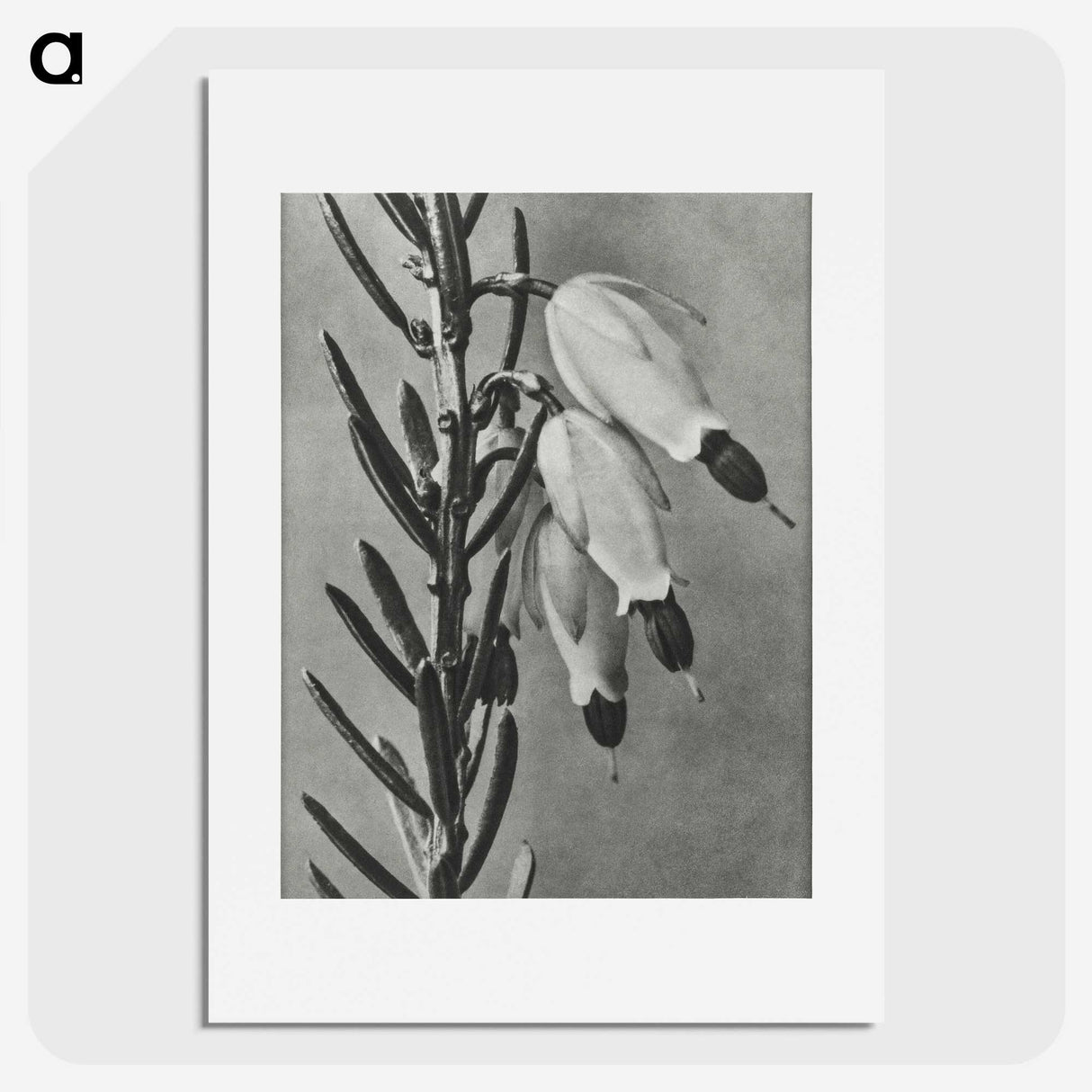 2-22_Karl-Blossfeldt_picture