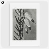 2-22_Karl-Blossfeldt_picture