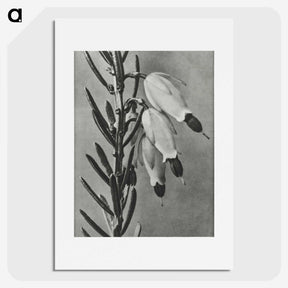 2-22_Karl-Blossfeldt_picture