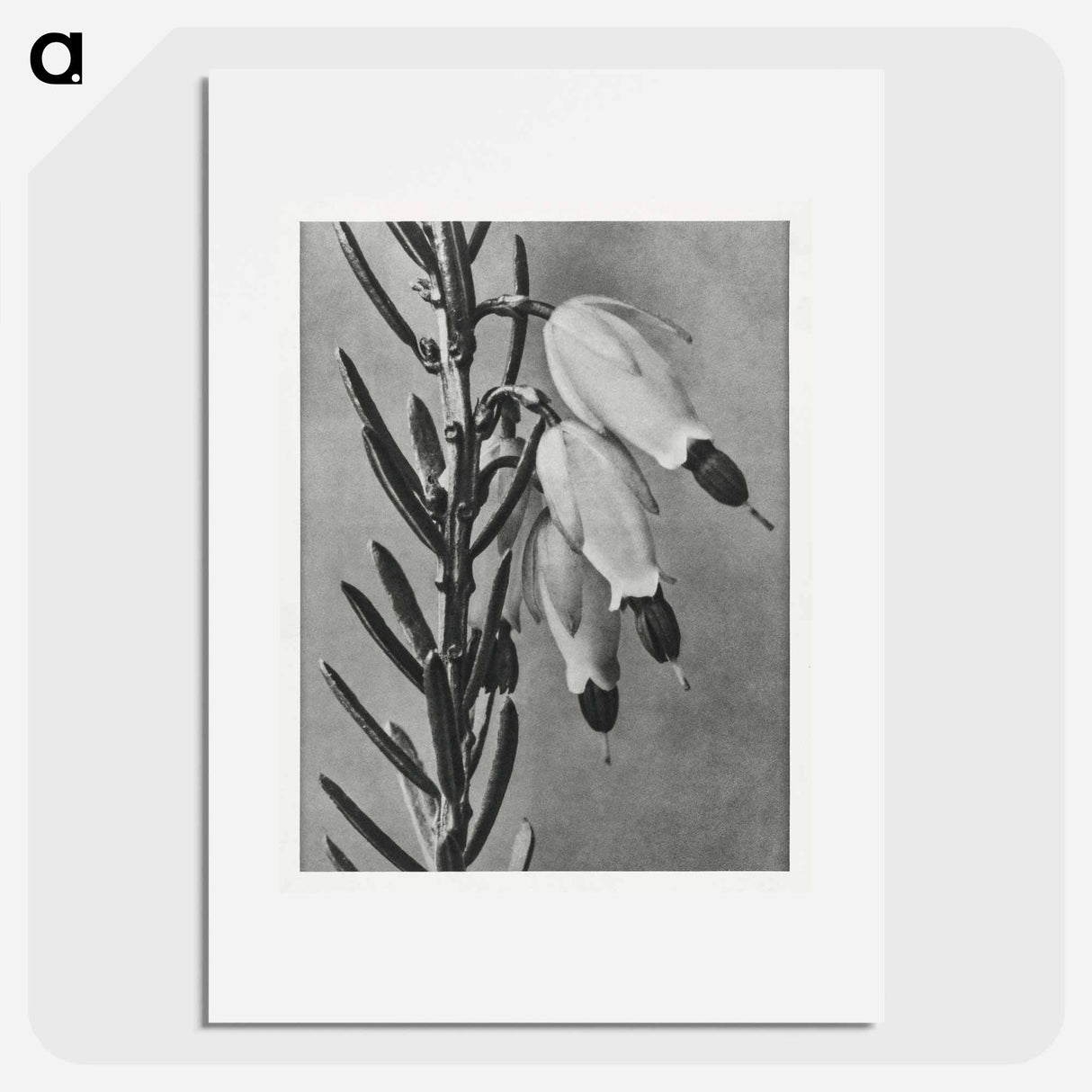 Erica Herbacea - Karl Blossfeldt Poster.