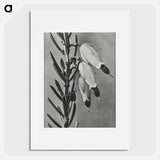 Erica Herbacea - Karl Blossfeldt Poster.
