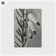 2-22_Karl-Blossfeldt_postcard
