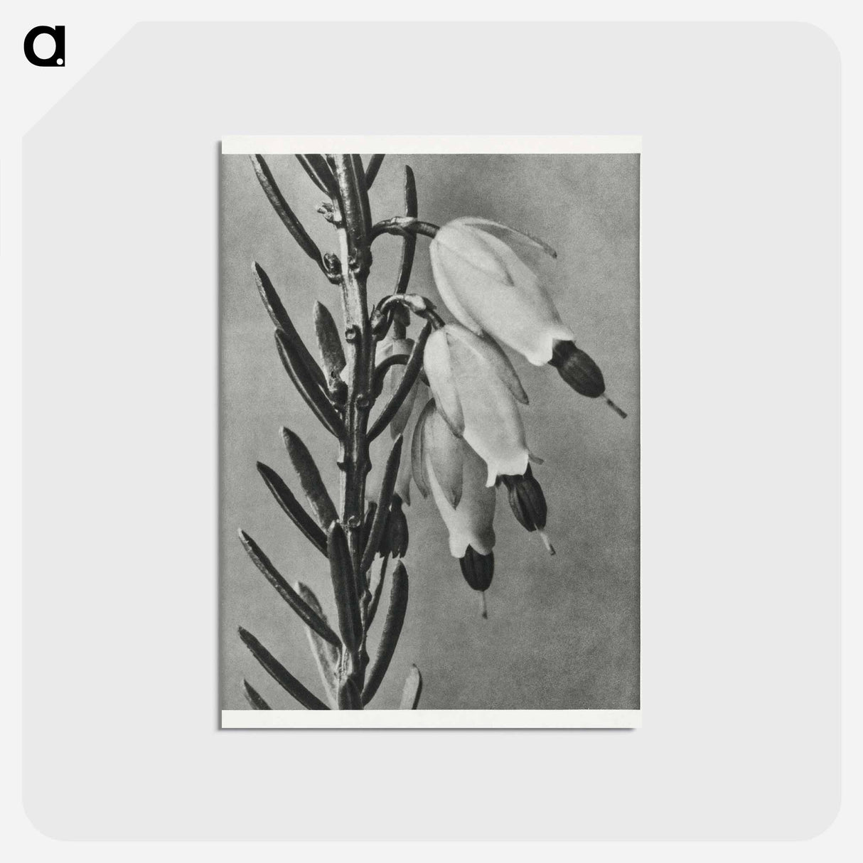 アートポストカード-Erica Herbacea - カール ブロスフェルト Postcard.