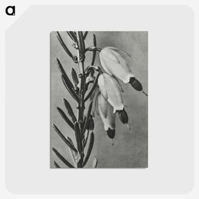 2-22_Karl-Blossfeldt_postcard