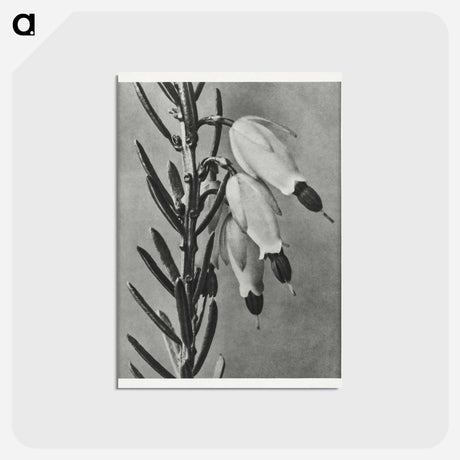アートポストカード-Erica Herbacea - カール ブロスフェルト Postcard.