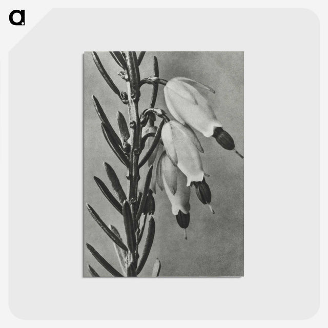 2-22_Karl-Blossfeldt_postcard
