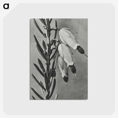 Erica Herbacea - カール ブロスフェルト Postcard.