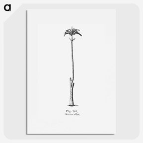 2-22_Les-Palmiers-Histoire-Iconographique_picture