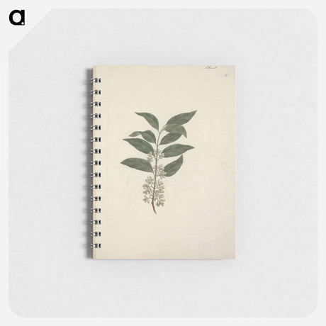 アートメモ帳-Catha edulis (Khath)
 - ルイージ バルガーニ Memo.