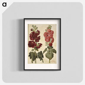 アートポスター-Alcea rosea (garden hollyhock)
 - マリア ジビーラ メーリアン Poster.