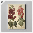 2-22_Maria-Sibylla-Merian_canvas