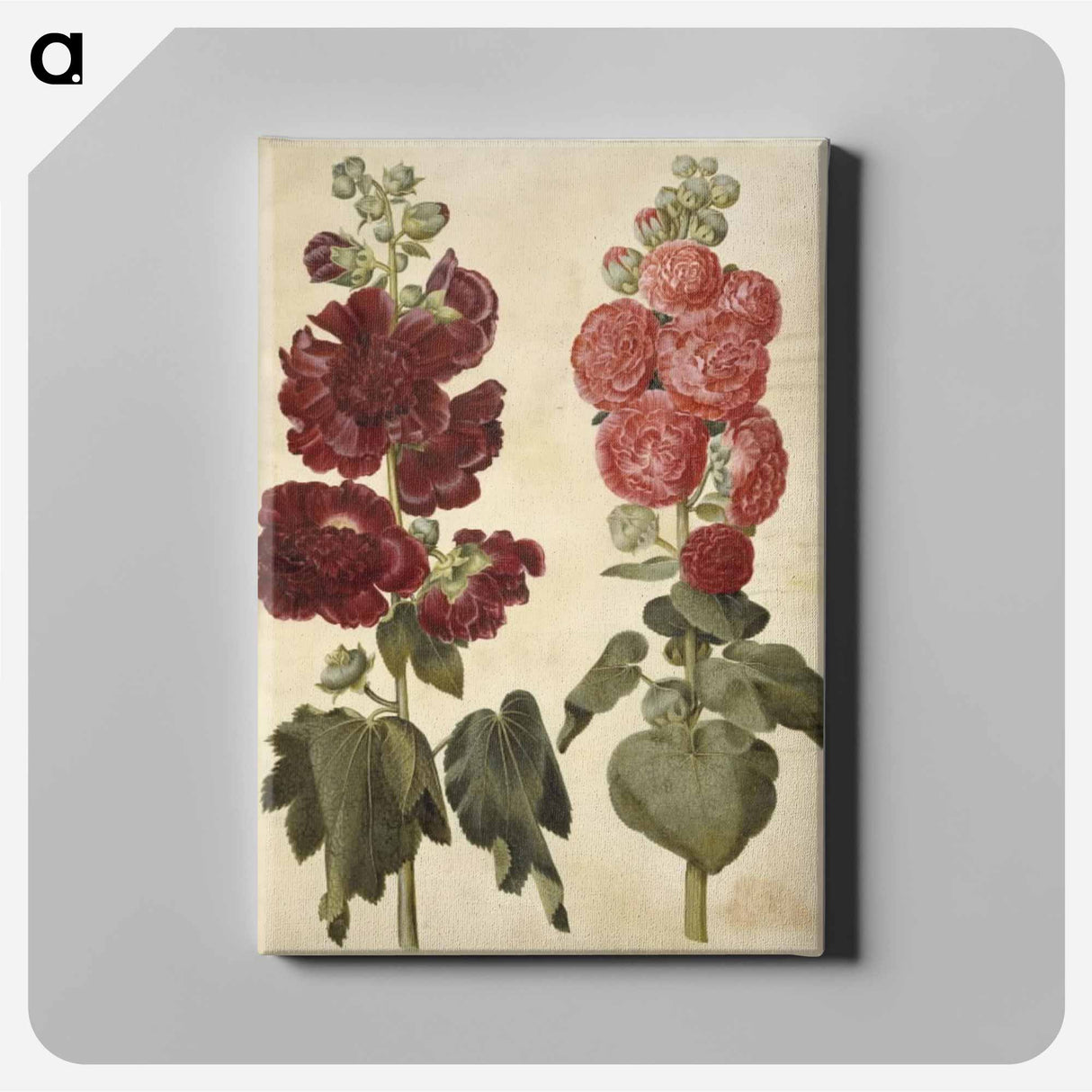 アートパネル-Alcea rosea (garden hollyhock)
 - マリア ジビーラ メーリアン Canvas.