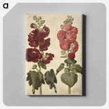 アートパネル-Alcea rosea (garden hollyhock)
 - マリア ジビーラ メーリアン Canvas.