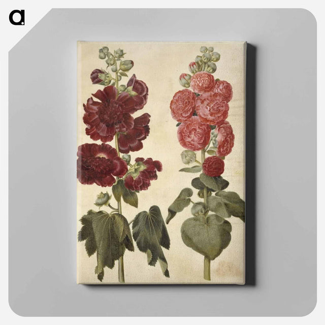 アートパネル-Alcea rosea (garden hollyhock)
 - マリア ジビーラ メーリアン Canvas.
