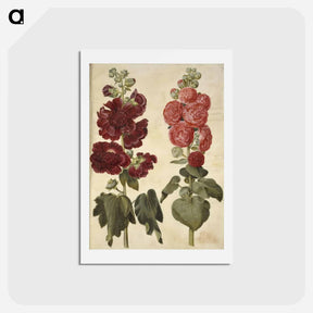 アートポストカード-Alcea rosea (garden hollyhock)
 - マリア ジビーラ メーリアン Postcard.