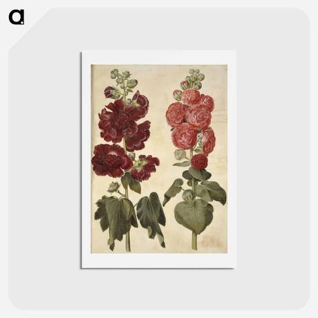 アートポストカード-Alcea rosea (garden hollyhock)
 - マリア ジビーラ メーリアン Postcard.