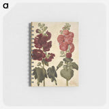 アートメモ帳-Alcea rosea (garden hollyhock)
 - マリア ジビーラ メーリアン Memo.