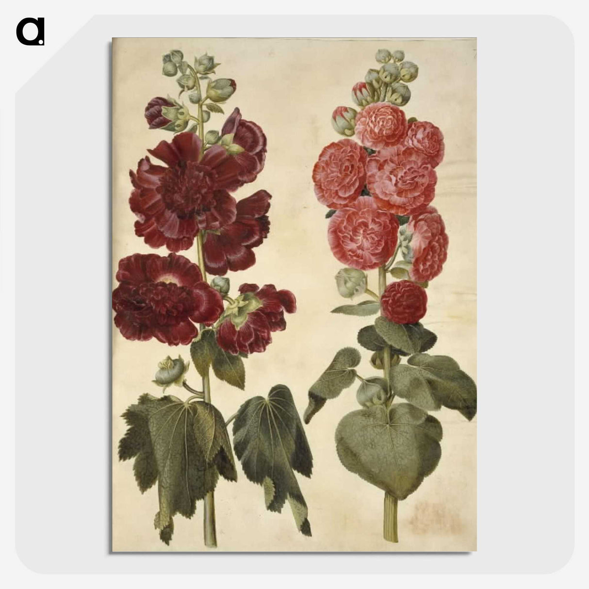 2-22_Maria-Sibylla-Merian_picture-crop