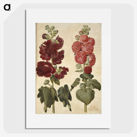 2-22_Maria-Sibylla-Merian_picture