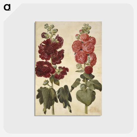 アートポストカード-Alcea rosea (garden hollyhock)
 - マリア ジビーラ メーリアン Postcard.