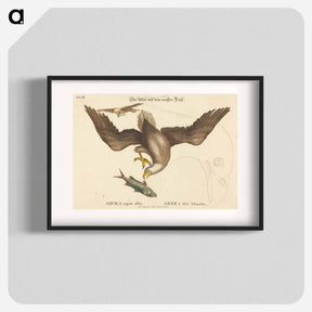 アートポスター-The Bald Eagle
 - マーク ケイツビー Poster.