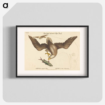 The Bald Eagle
 - マーク ケイツビー Poster.