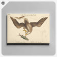 2-22_Mark-Catesby_canvas