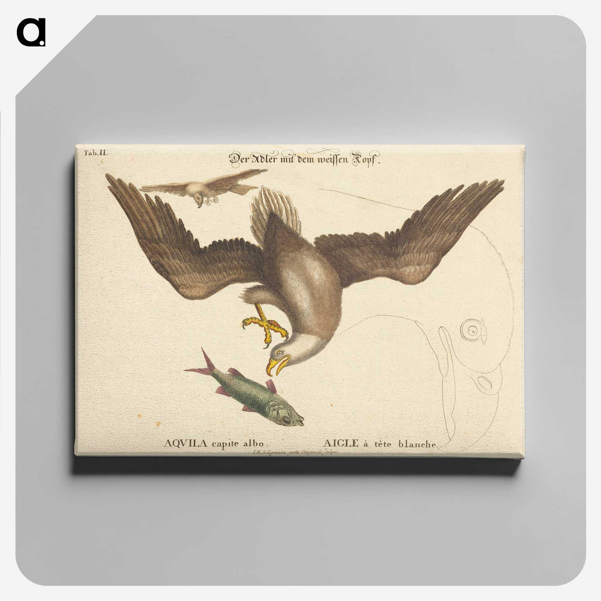 2-22_Mark-Catesby_canvas