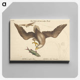 2-22_Mark-Catesby_canvas