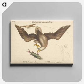 2-22_Mark-Catesby_canvas