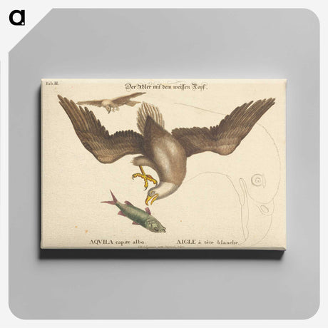 2-22_Mark-Catesby_canvas